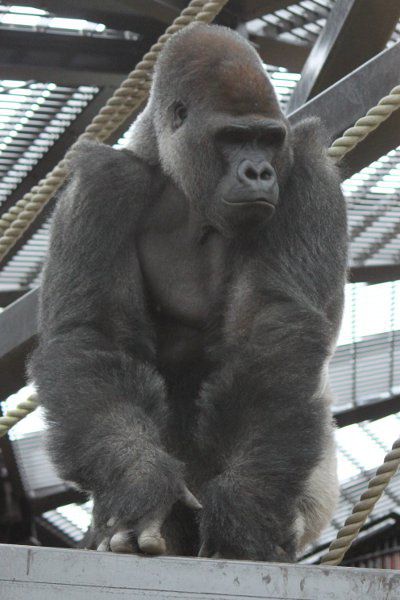ゴリラ（Gorilla）【かぎけんWEB】