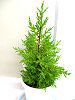 �S�[���h�N���X�g(Gold Crest)