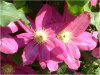 �N���}�`�X(clematis)