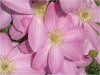 �N���}�`�X(Clematis)