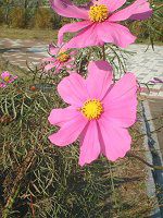 �R�X���X(Cosmos)