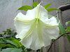 �G���W�F���X� �g�����y�b�g�E�c���[�iAngel's trumpet tree�j