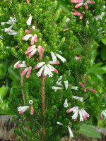 �G���J�E�R�������X '�z���C�g�E�f���C�g'(Erica colorans 'White delight')