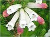 Erica colorans 'White delight
