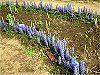 �A�W���K(Ajuga)