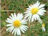 �J���~�[��(Chamomile)