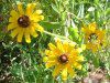 ���h�x�L�A��q���^(Rudbeckia hirta)