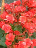 ���[�K�[�X�x�S�j�A(Riegers begonia)
