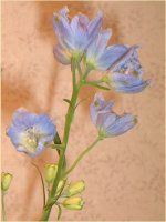 �f���t�B�j�E��(Delphinium)