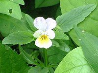 �r�I��(Viola)