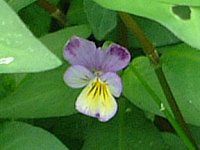 �r�I��(Viola)