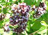 �I���K�m(Oregano)