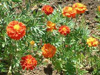 �w���N���T�� �e�C�I�E�J�C�U�C�N(Helichrysum)
