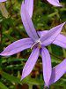 �C�\�g�} (Isotoma)