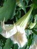 Angel's trumpet tree