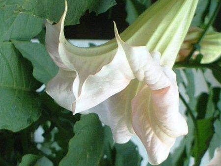 Angel's trumpet tree