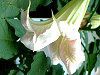 Angel's trumpet tree
