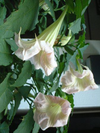 Angel's trumpet tree