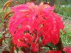 �A�}�����T�X��g���J���[�iAmaranthus tricolor