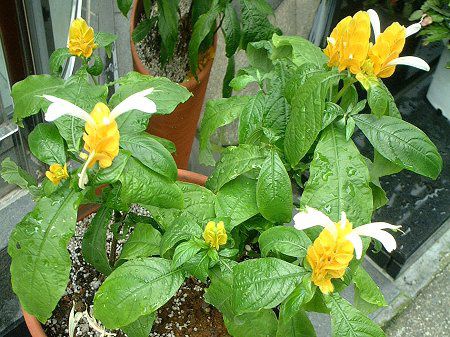 �p�L�X�^�L�X�E���e�A(Pachystachys lutea)