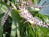 Cordyline stricta