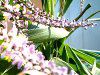 Cordyline stricta