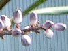 Cordyline stricta