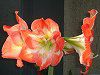 �A�}�����X(Amaryllis)