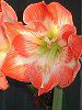 �A�}�����X(Amaryllis)