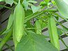 ANGEL'S TRUMPET TREE