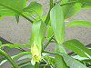 ANGEL'S TRUMPET TREE