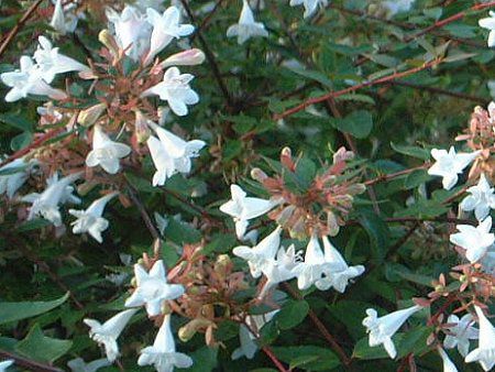 �A�x���A(Abelia)