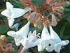 �A�x���A(Abelia)