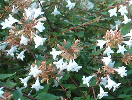 �A�x���A(Abelia)