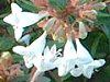 �A�x���A(Abelia)