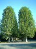 �v���^�i�X(Platanus)