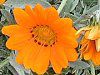 �K�U�j�A(Gazania)