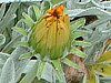 �K�U�j�A(Gazania)