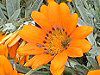 �K�U�j�A(Gazania)