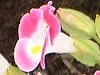 �g���j�A(Torenia)
