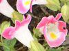 �g���j�A(Torenia)