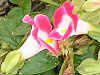 �g���j�A(Torenia)