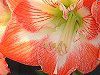 �A�}�����X(Amaryllis)