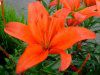 �A�W�A���e�B�b�N�n�C�u���b�h(Asiatic Hybrids)