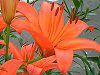 �A�W�A���e�B�b�N�n�C�u���b�h(Asiatic Hybrids)