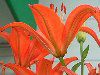 �A�W�A���e�B�b�N�n�C�u���b�h(Asiatic Hybrids)