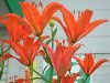 �A�W�A���e�B�b�N�n�C�u���b�h(Asiatic Hybrids)
