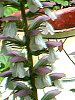 �A�J���T�X�iAcanthus�j