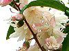 �i���e��(��V)
