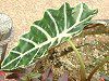 �A���J�V�A�E�A�}�]�j�J�iAlocasia�@amazonica